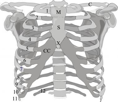 Frontal image of the rib cage. Ribs 1-12 demonstra