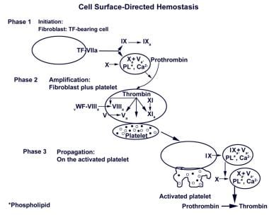 Cell surfaced-directed hemostasis. Initially, a sm