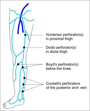 perforating veins of leg)