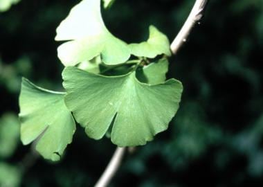 Ginkgo biloba has a characteristic bilobed leaf. 