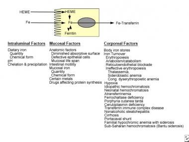 Normal Blood Iron Levels Chart