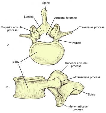 Lumbar vertebrae are characterized by massive bodi