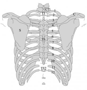 Posterior beeld van de thorax. De ribben zijn genummerd