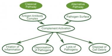 Scheme showing the cascade of events during the ac