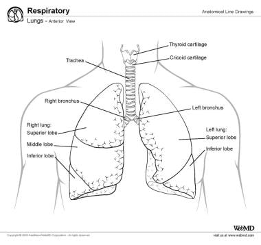 Anterior view of lungs and trachea. 