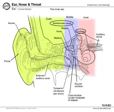 Inner ear in relation to middle and external ear. 