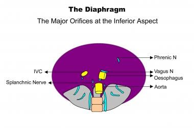 A diagram showing the 3 major orifices at the infe