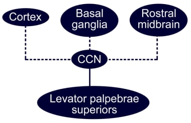 Diagram of the possible central pathways involved 