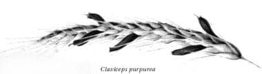 Hallucinogens. Claviceps purpurea. 
