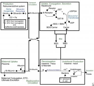 Kernicterus. Overview of bilirubin metabolism. 