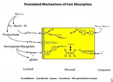 Iron Studies Chart