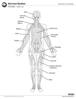 Brachial Plexus Anatomy: Overview, Gross Anatomy, Blood Supply of the ...