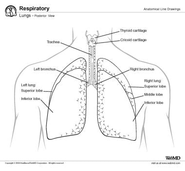 posterior lung sounds