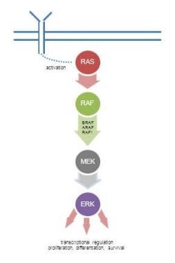 Ras-Raf-Mek-Erk MAP kinase Pathway 