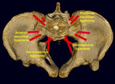 Pelvic ligaments as seen on a superior view of the