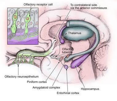 Olfactory receptors. 
