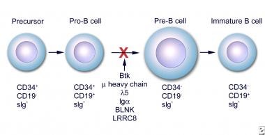 Early stages of B-cell differentiation can be iden