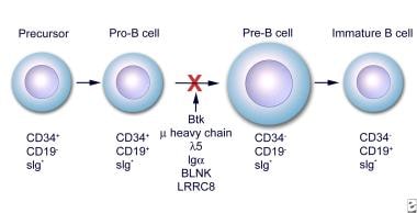 Early stages of B-cell differentiation can be iden