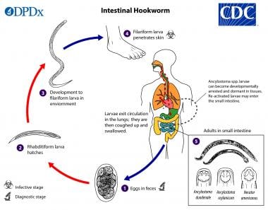 Life cycle of hookworm. Courtesy of the Centers fo