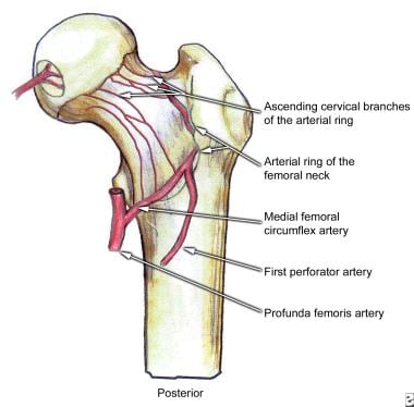 Posterior view of the extraosseous blood supply to