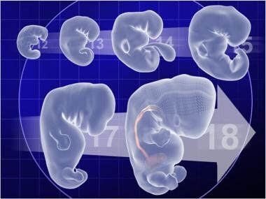 Developmental timeline of the embryo demonstrating