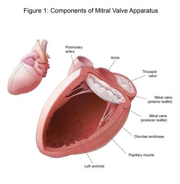 Components of the mitral valve apparatus. 