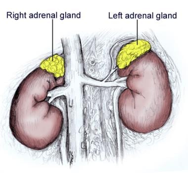 Left and right adrenal glands. 