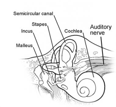 The cochlea. 