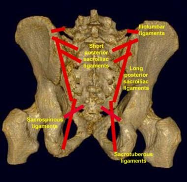Pelvic ligaments as seen on a posterior view of th