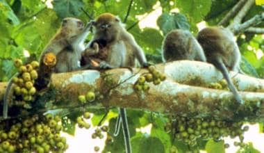 This is a photo of long-tailed macaques socializin