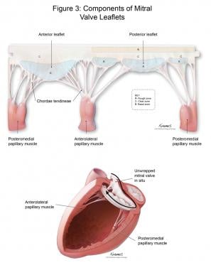 Components of the mitral valve leaflets. 