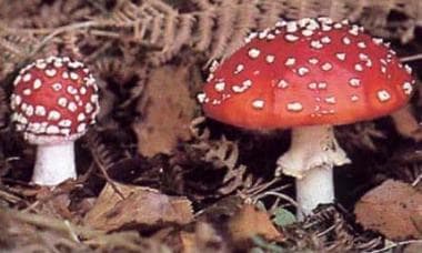 Hallucinogens. Amanita muscaria. 