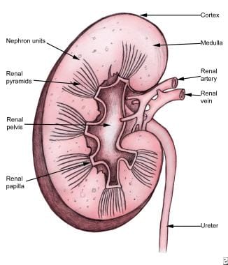 肾解剖。