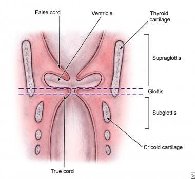 Anatomical regions of the larynx. 