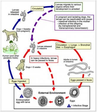 Diagram of the Toxocara canis life cycle image. Co