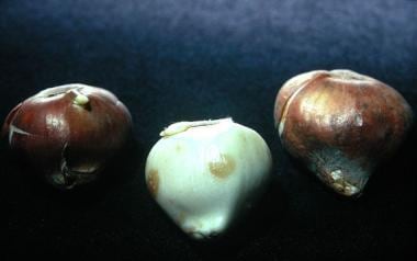 The coverings of tulip bulbs can cause irritant co