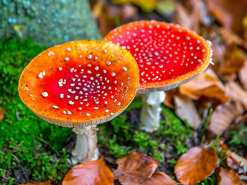 Cubensis trip report | Insiderpuj.com