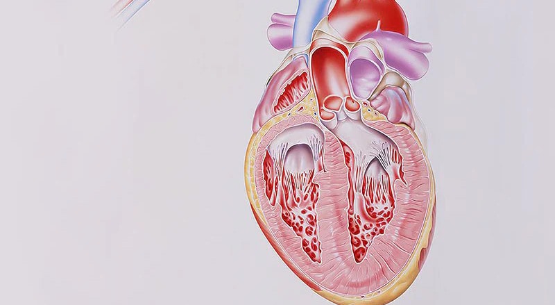 Quiz 1500 Curiosidades conhecimento geral treinamento cerebral