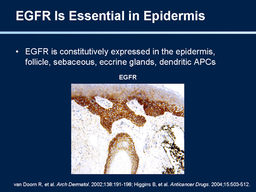 Egfr Associated Rash Management of Dermatologic and Other Toxicities Associated With EGFR ...