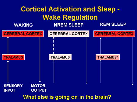 Sustaining Wakefulness in Excessive Sleepiness: Consequence Prevention