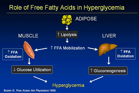 Slide 12. Role of Free Fatty Acids in Hyperglycemia