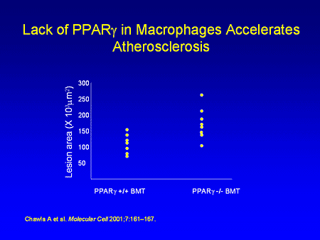 Slide 14. Lack of PPAR-gamma in Macrophages Accelerates Atheroscerosis