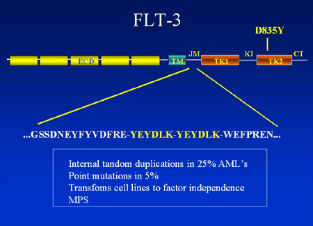 flt3 slide