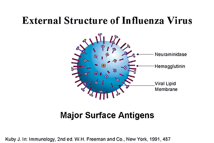 Preventing Influenza New Opportunities for an Old Disease