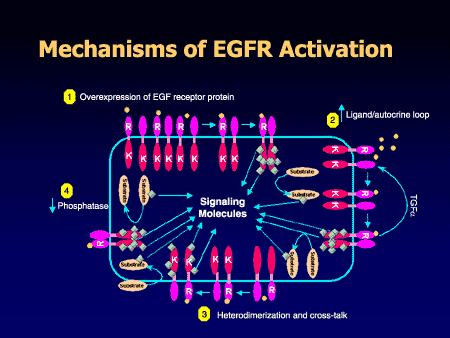 Emerging Concepts in the Treatment of Prostate Cancer