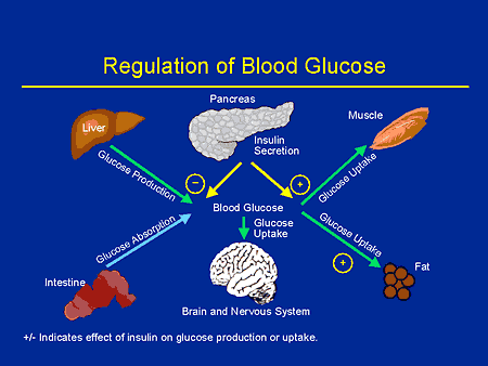 Blood Glucose Regulation Diagram Effects Of Counterregulatory Hormones