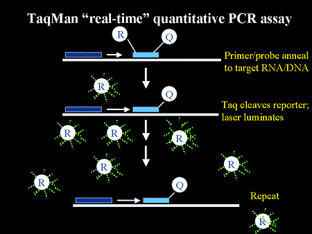 Taqman pcr