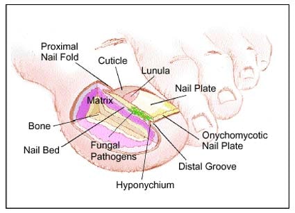 Structure of the Nail