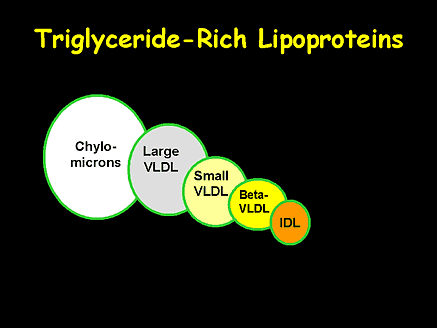 Triglyceride-Rich Lipoproteins