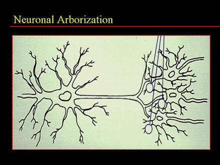 Neuronal Arborization